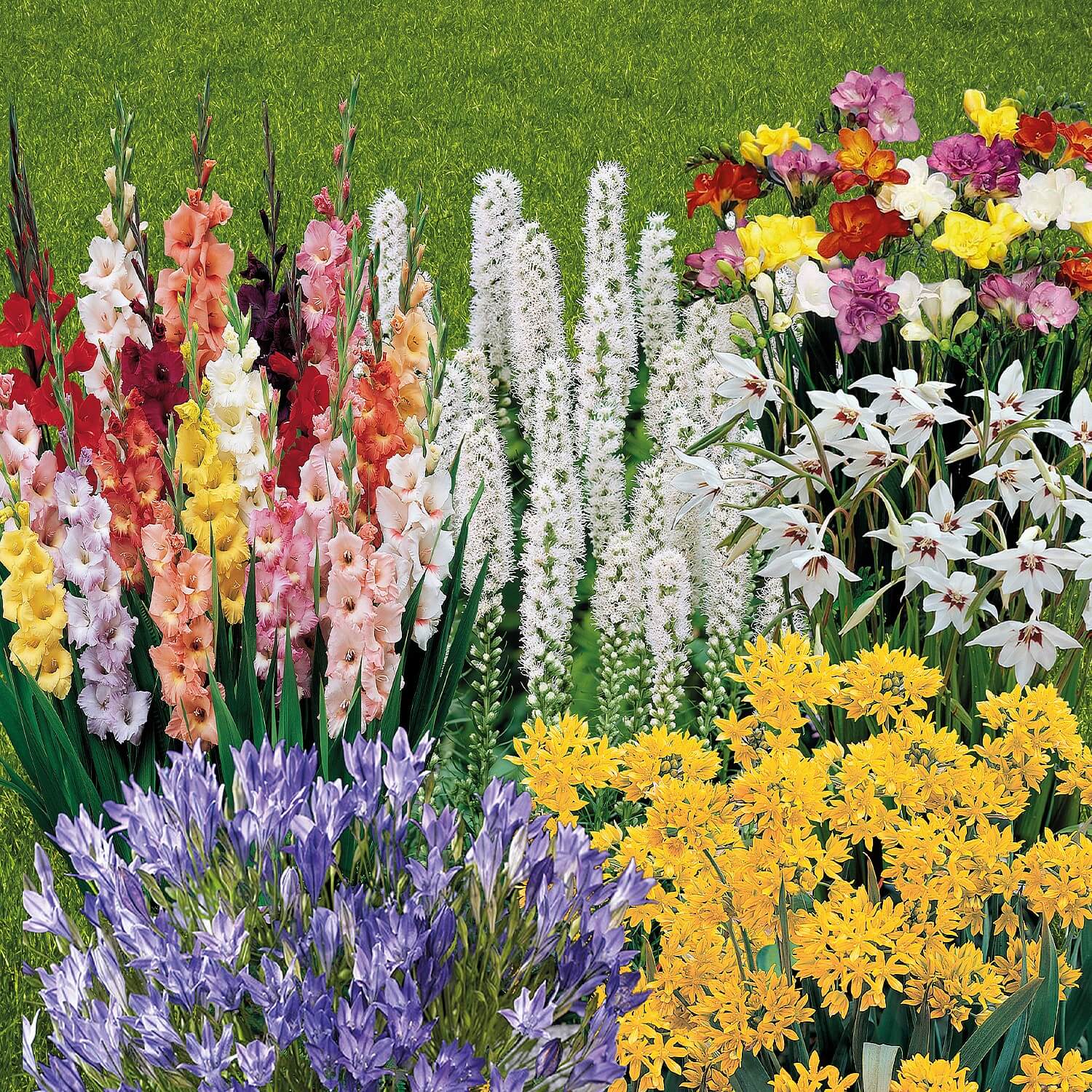 Complete Summer Flowering Bulb Collection