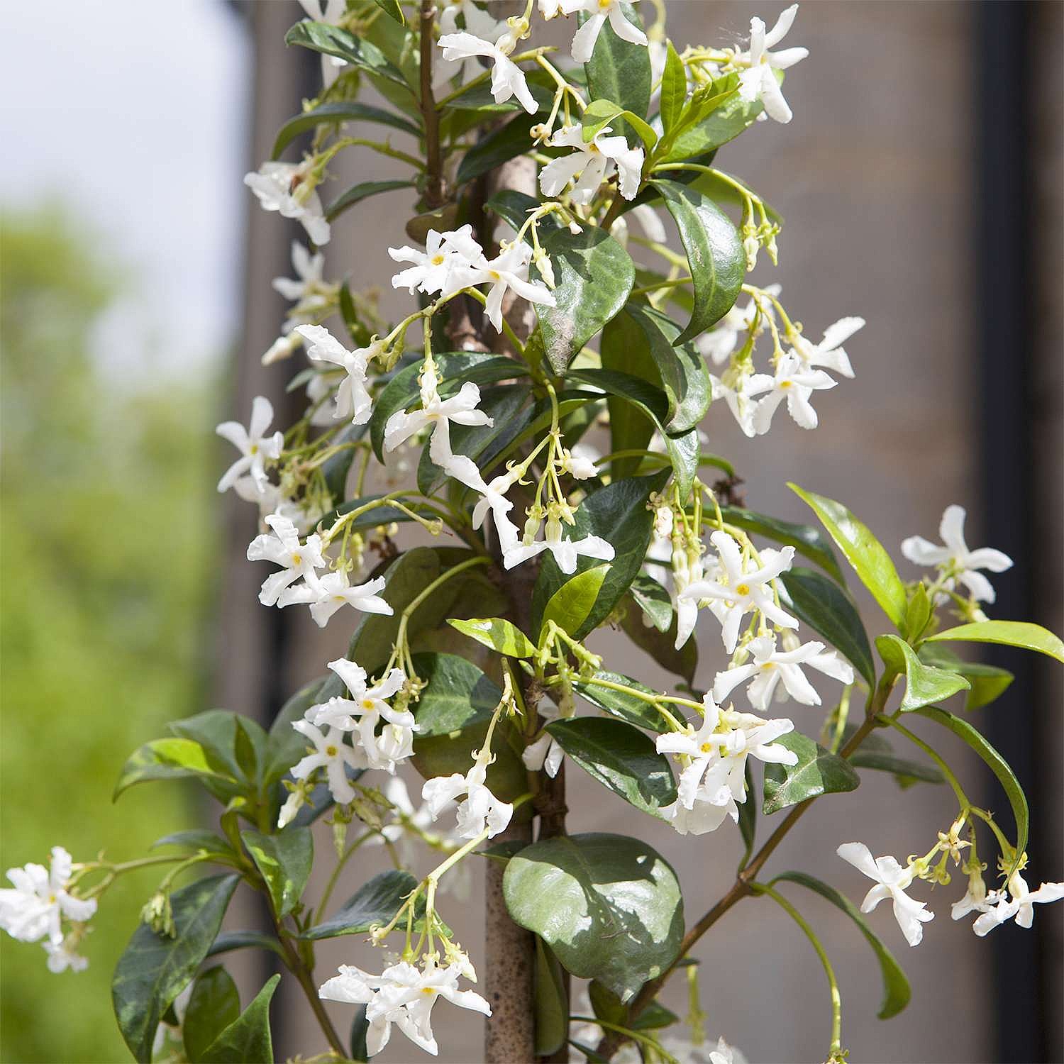 Star Jasmine Trachelospermum Jasminoides 80 100cm 3l Pot