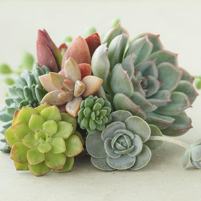 indoor succulents