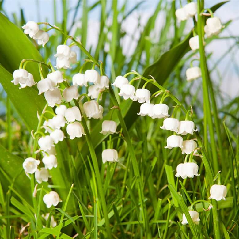 Convallaria Lily Of The Valley 10 Pips