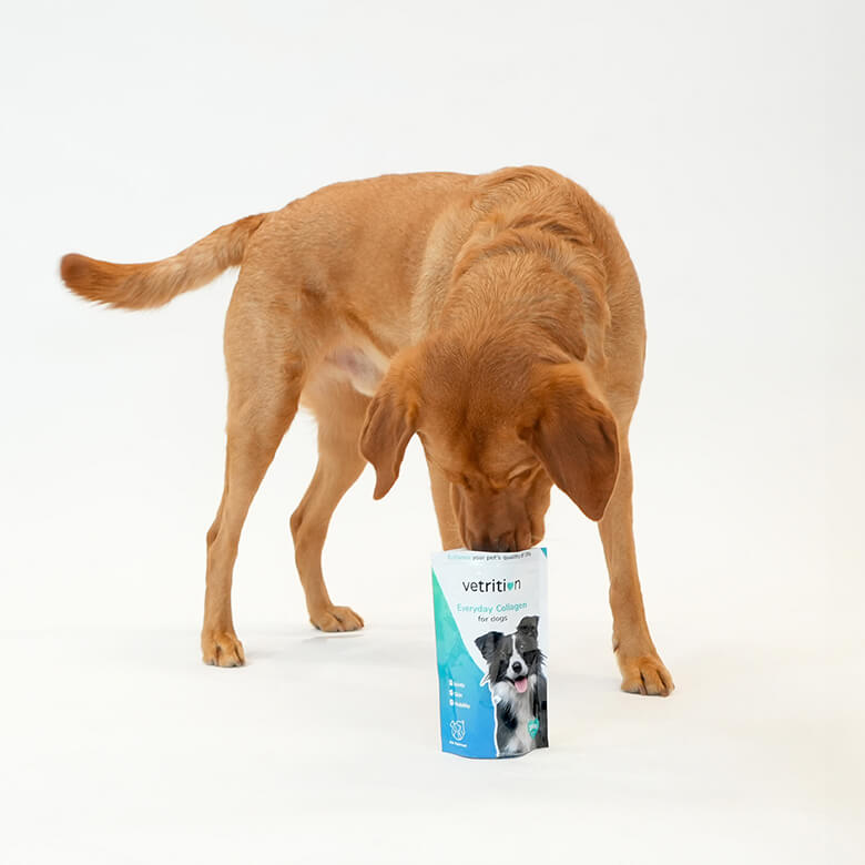 Collagen peptides for dogs best sale