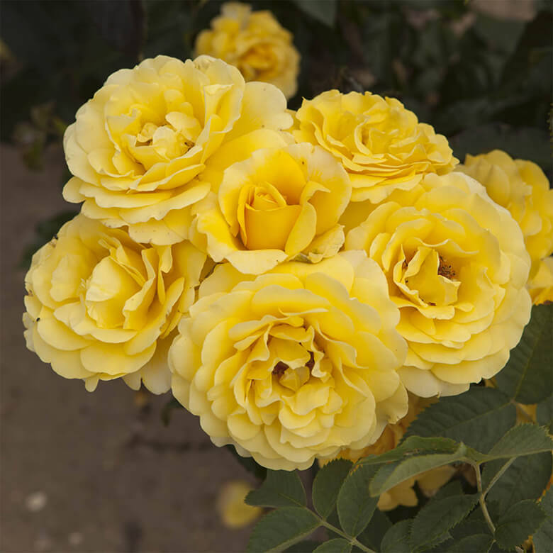 Golden deals anniversary roses