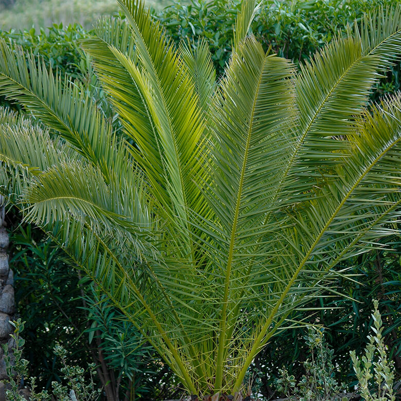 Phoenix palm online tree