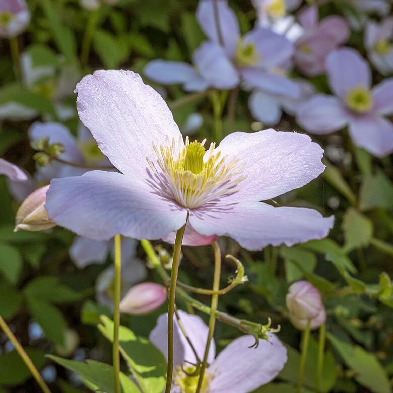 Set of 3 Montana Clematis 9cm